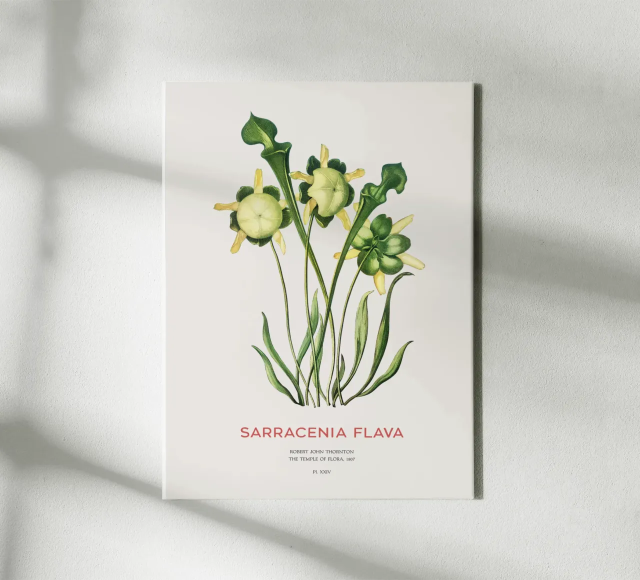 Gele bekerplant Minimalistische Botanische Kunst canvas met Baklijst van Vintagrafica