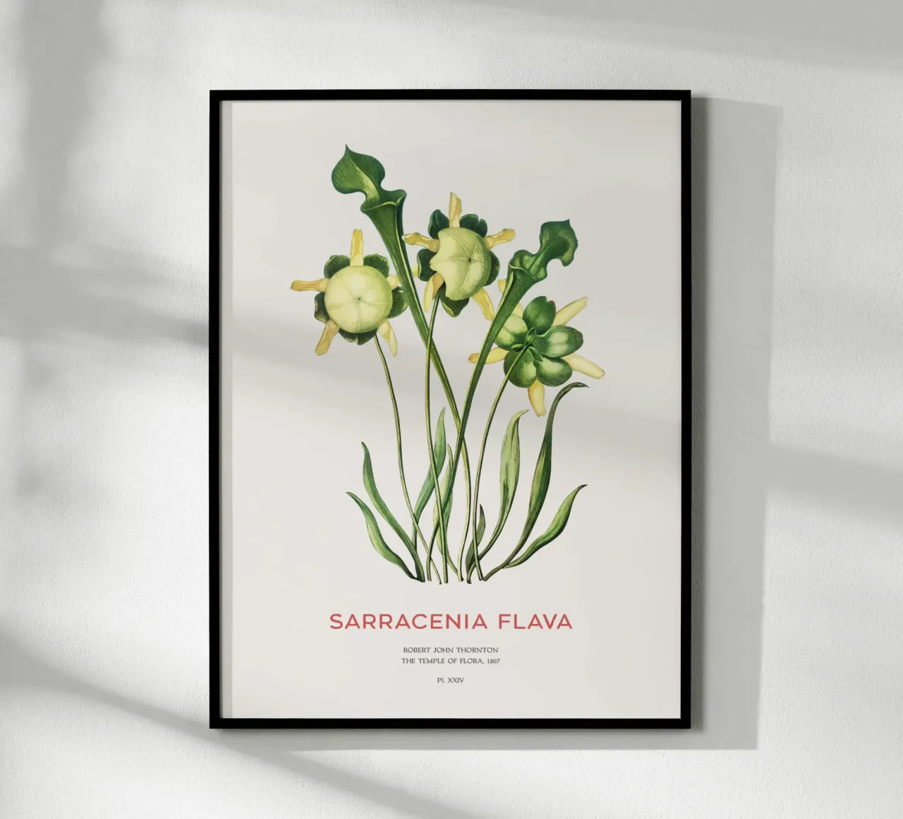 Plante sarracénie jaune Art botanique minimaliste poster de Vintagrafica
