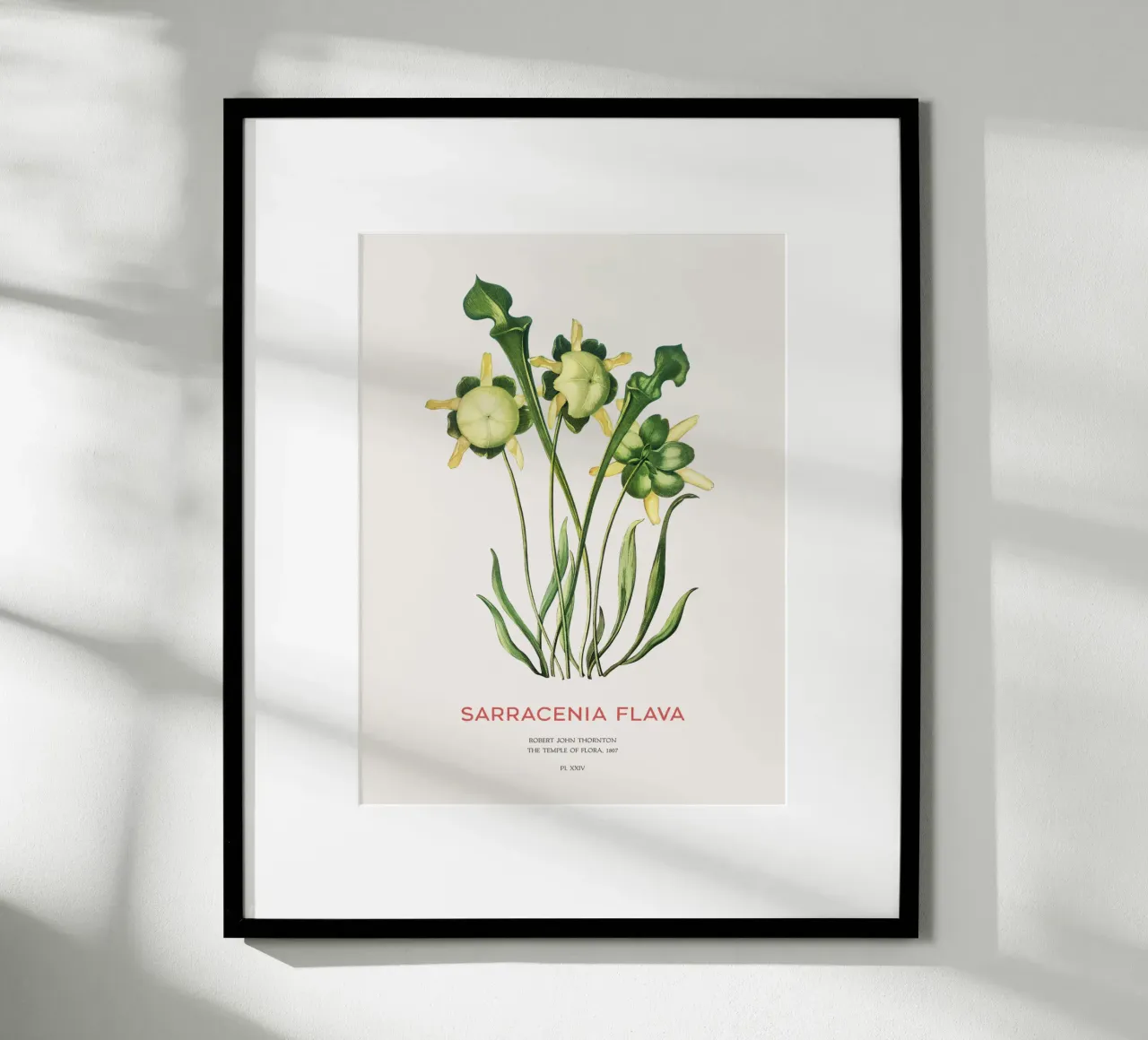 Plante sarracénie jaune Art botanique minimaliste poster de Vintagrafica