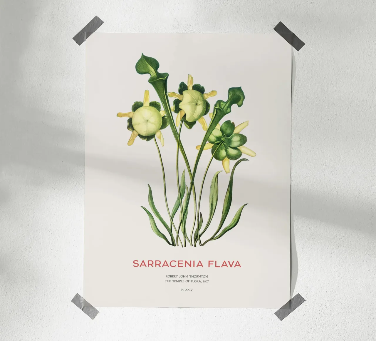 Plante sarracénie jaune Art botanique minimaliste poster de Vintagrafica