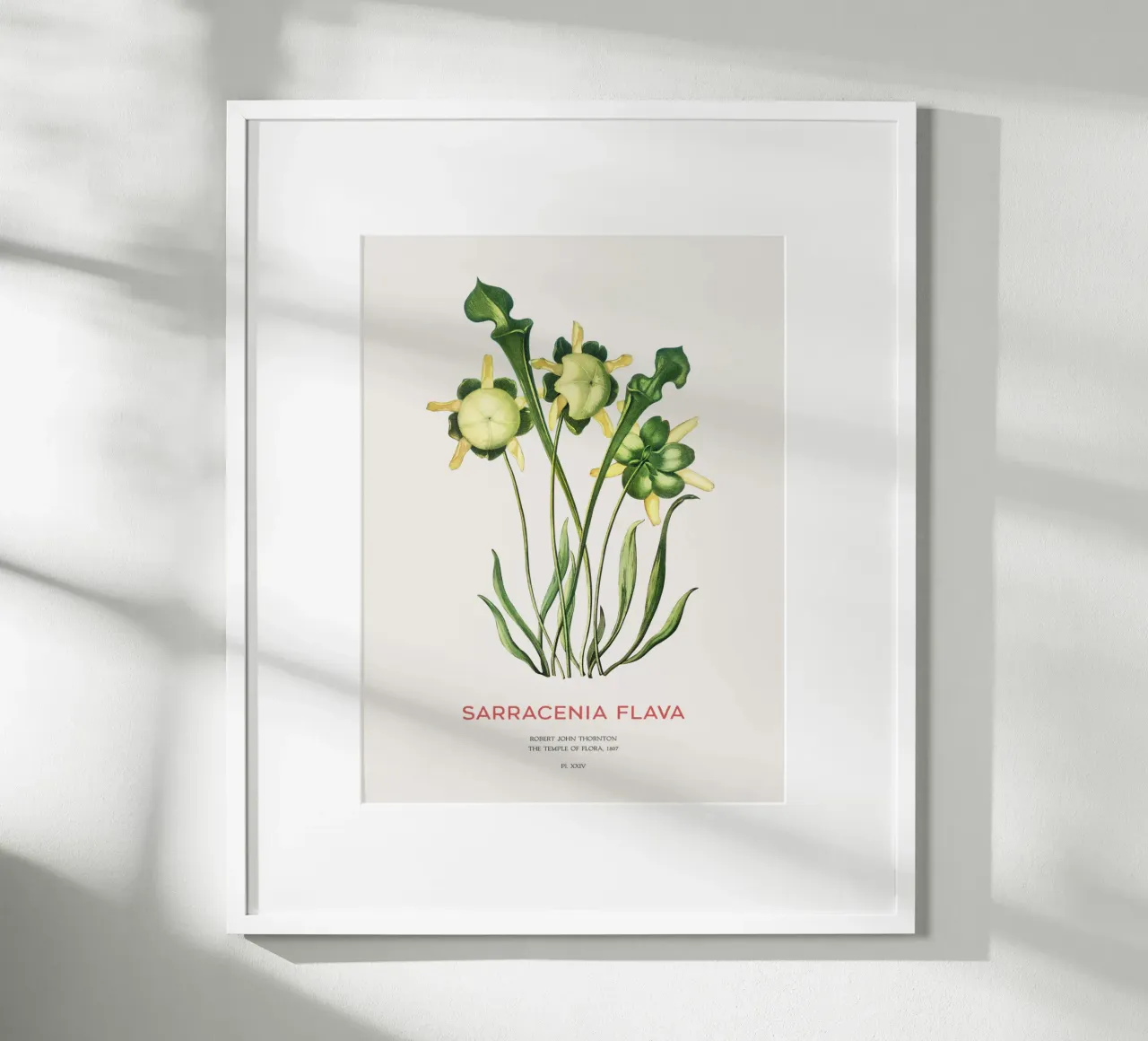 Plante sarracénie jaune Art botanique minimaliste poster de Vintagrafica