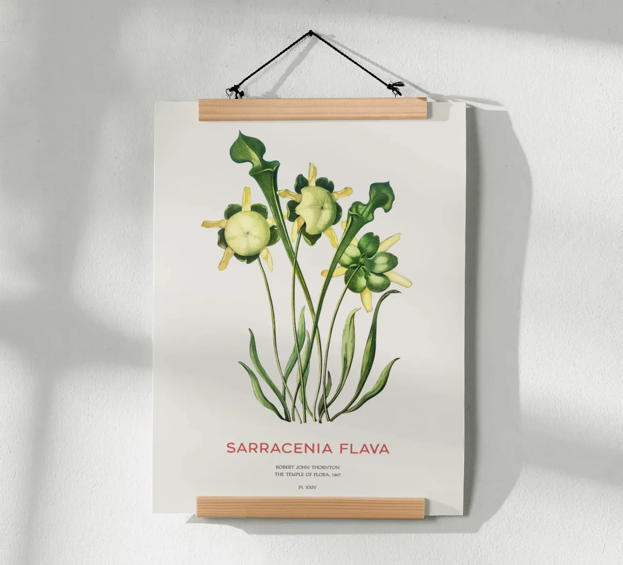 Plante sarracénie jaune Art botanique minimaliste poster de Vintagrafica