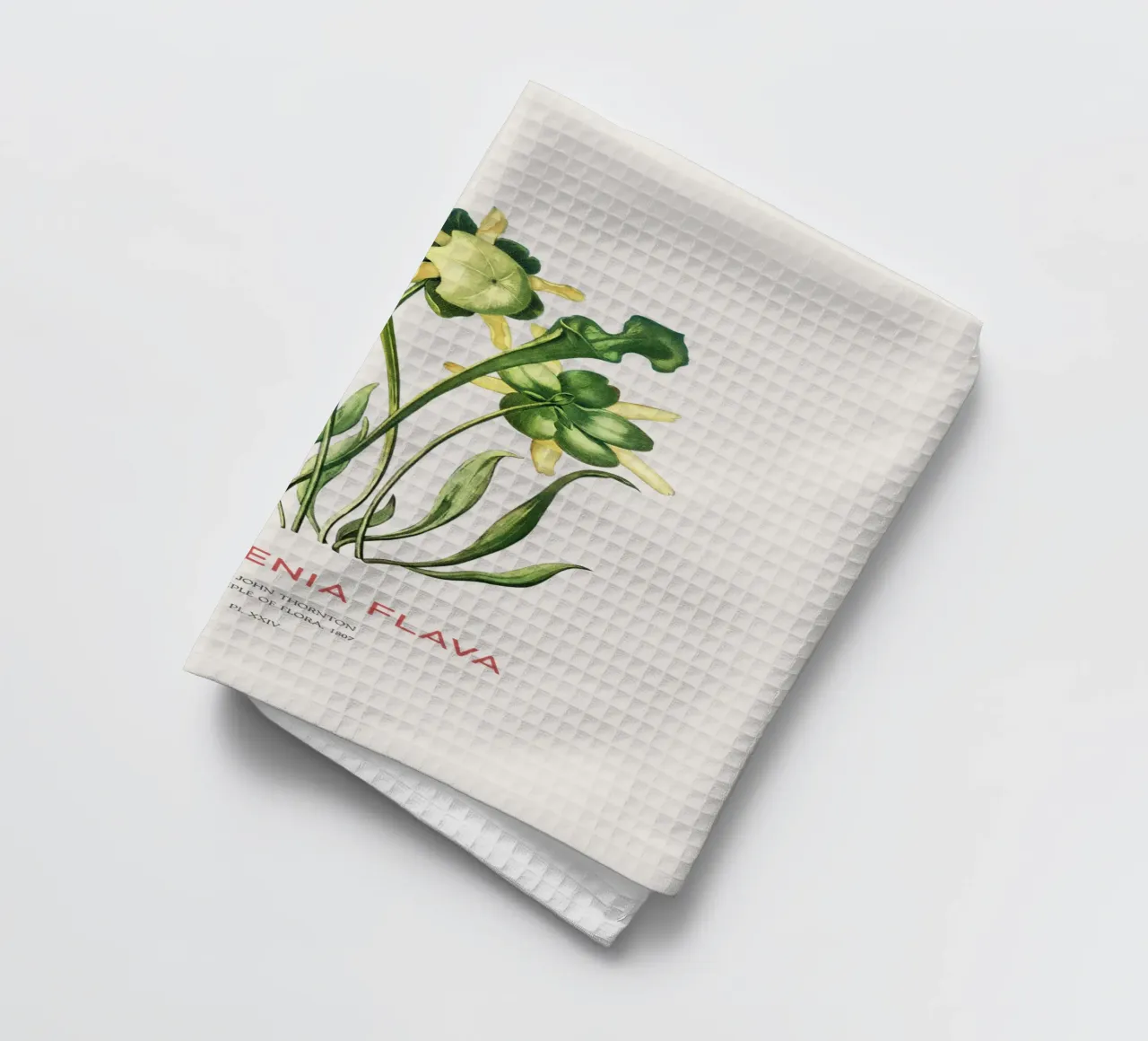 Plante sarracénie jaune Art botanique minimaliste torchon de Vintagrafica
