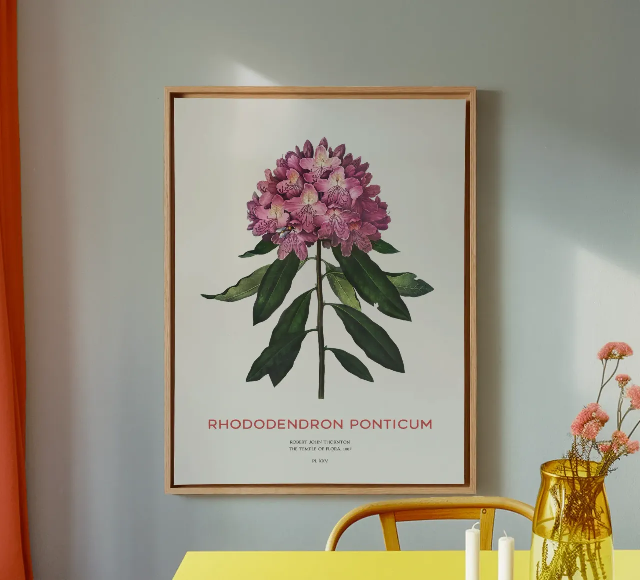 Disegno botanico del fiore di rododendro rosa tela con Cornice a cassetta da Vintagrafica