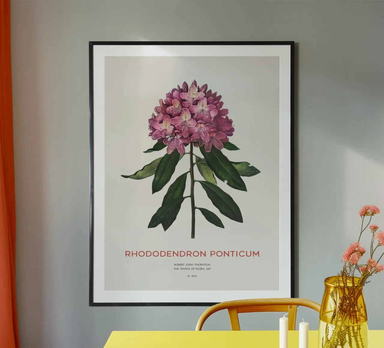 Disegno botanico del fiore di rododendro rosa poster con telaio in alluminio da Vintagrafica