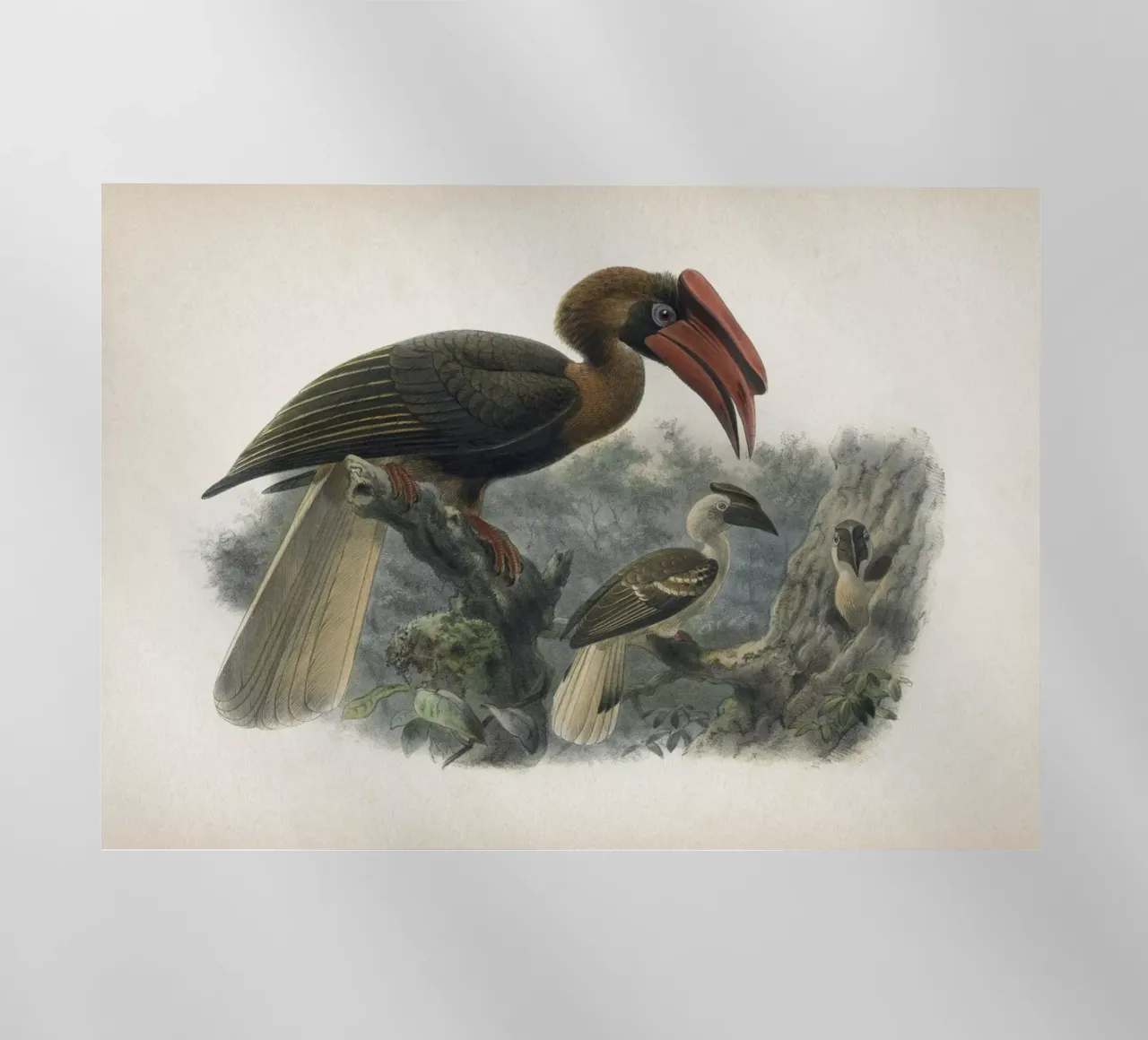 Vintage Keulemans 2 Hydrocorax Planicornis pellicola backlit da Vintage Print Collection
