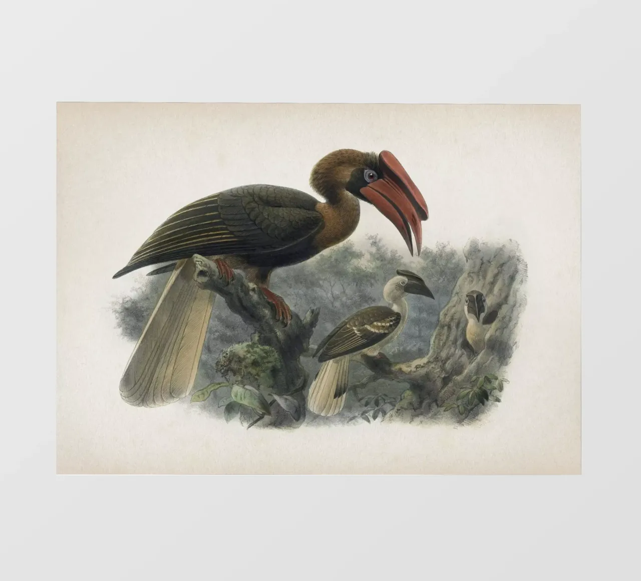 Vintage Keulemans 2 Hydrocorax Planicornis pellicola backlit da Vintage Print Collection