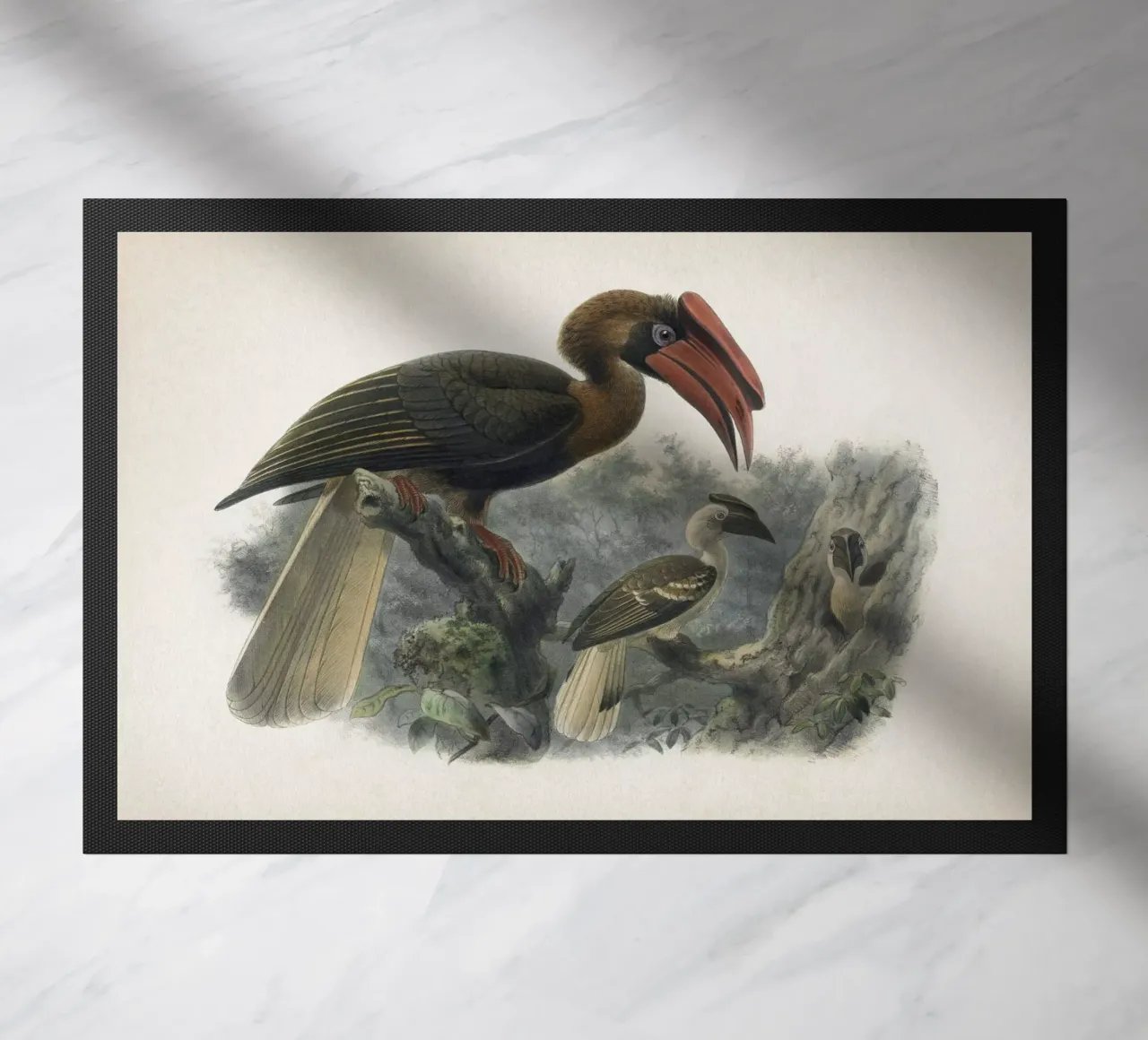 Vintage Keulemans 2 Hydrocorax Planicornis zerbino da Vintage Print Collection