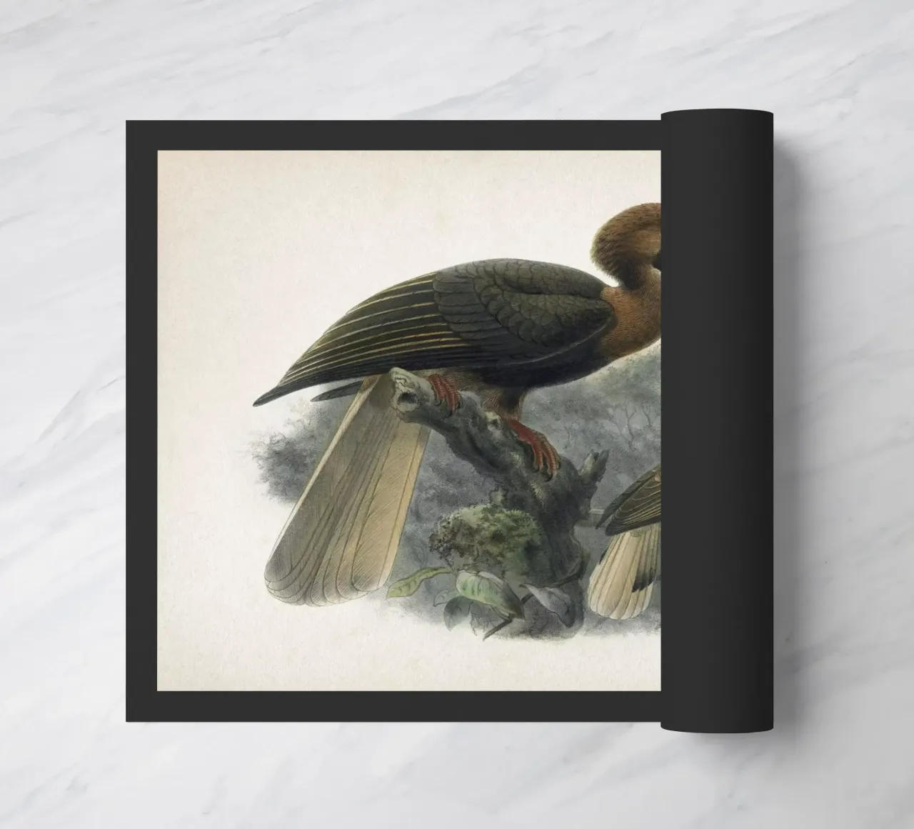 Vintage Keulemans 2 Hydrocorax Planicornis zerbino da Vintage Print Collection