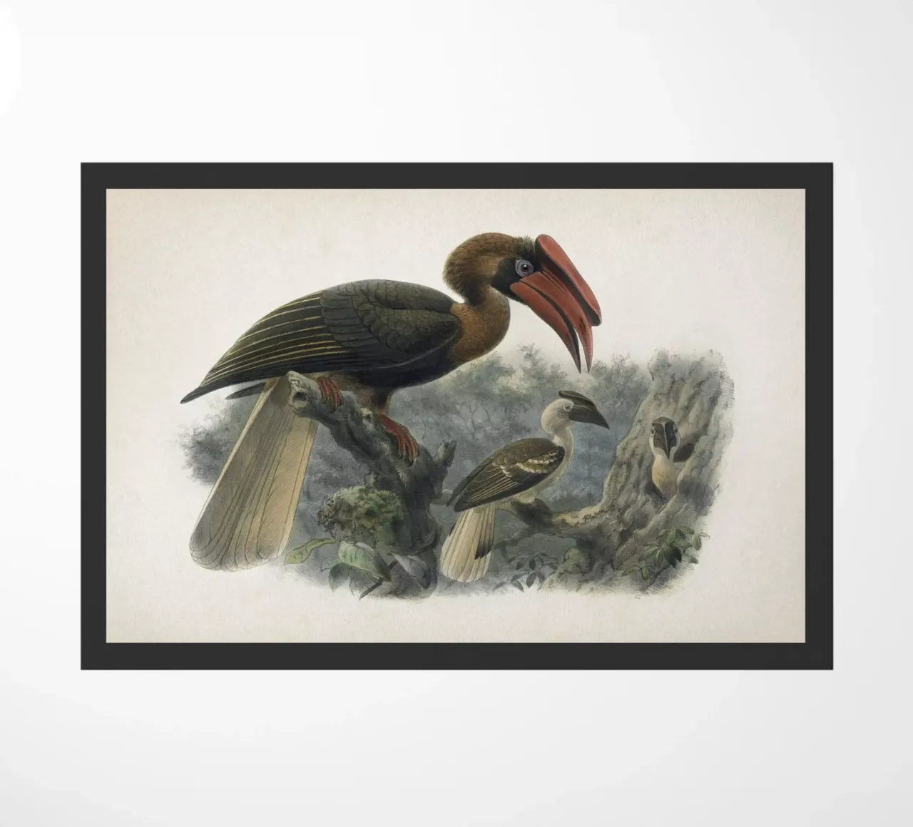 Vintage Keulemans 2 Hydrocorax Planicornis zerbino da Vintage Print Collection