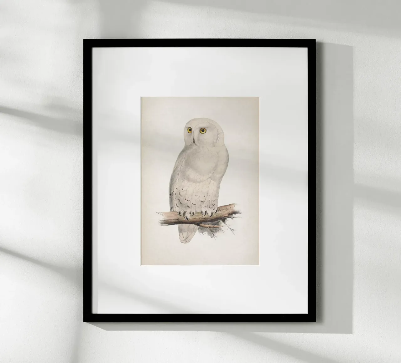 Vintage Lear 2 Snow Owl poster con telaio in legno da Vintage Print Collection