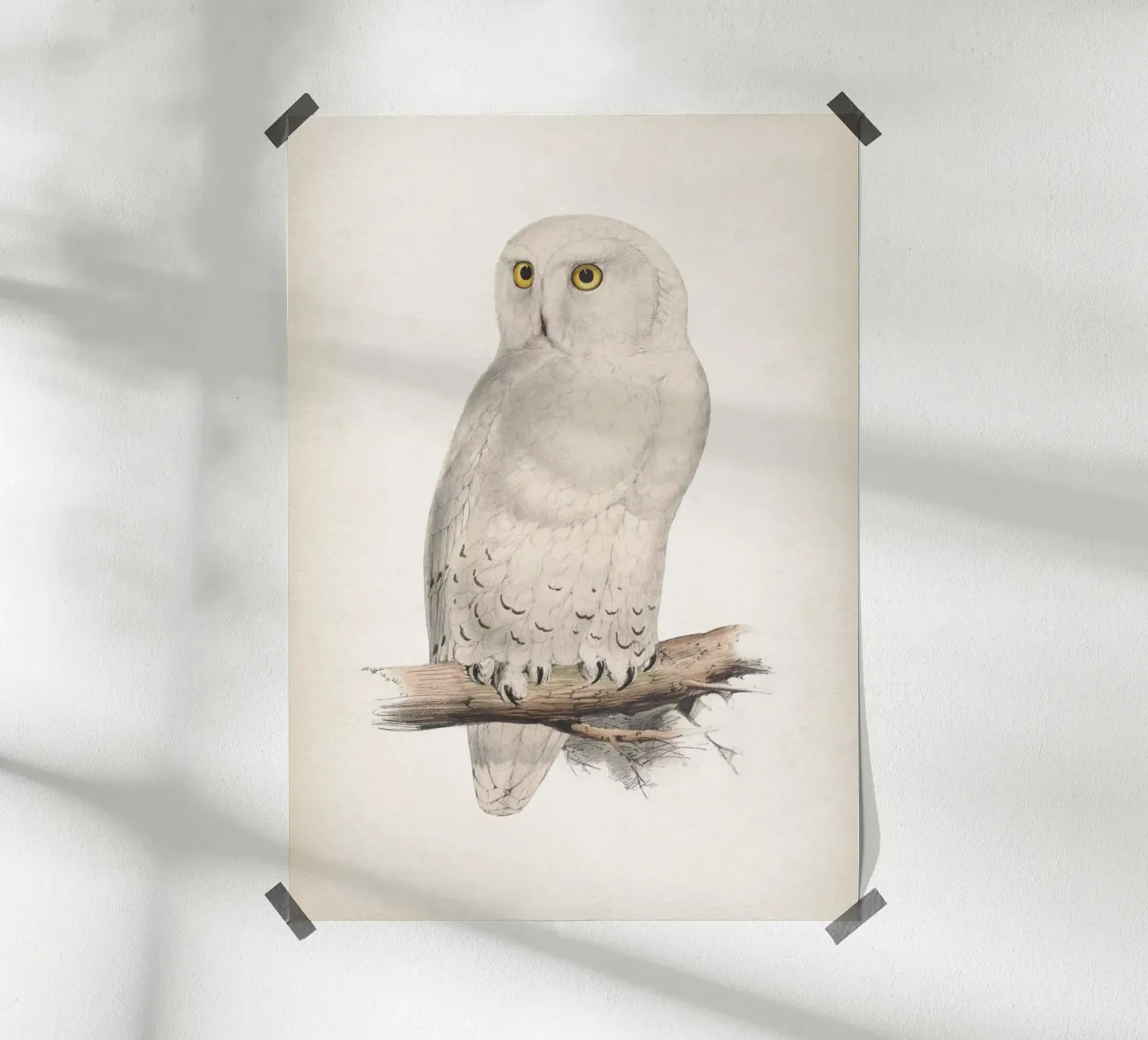 Vintage Lear 2 Snow Owl poster con telaio in legno da Vintage Print Collection