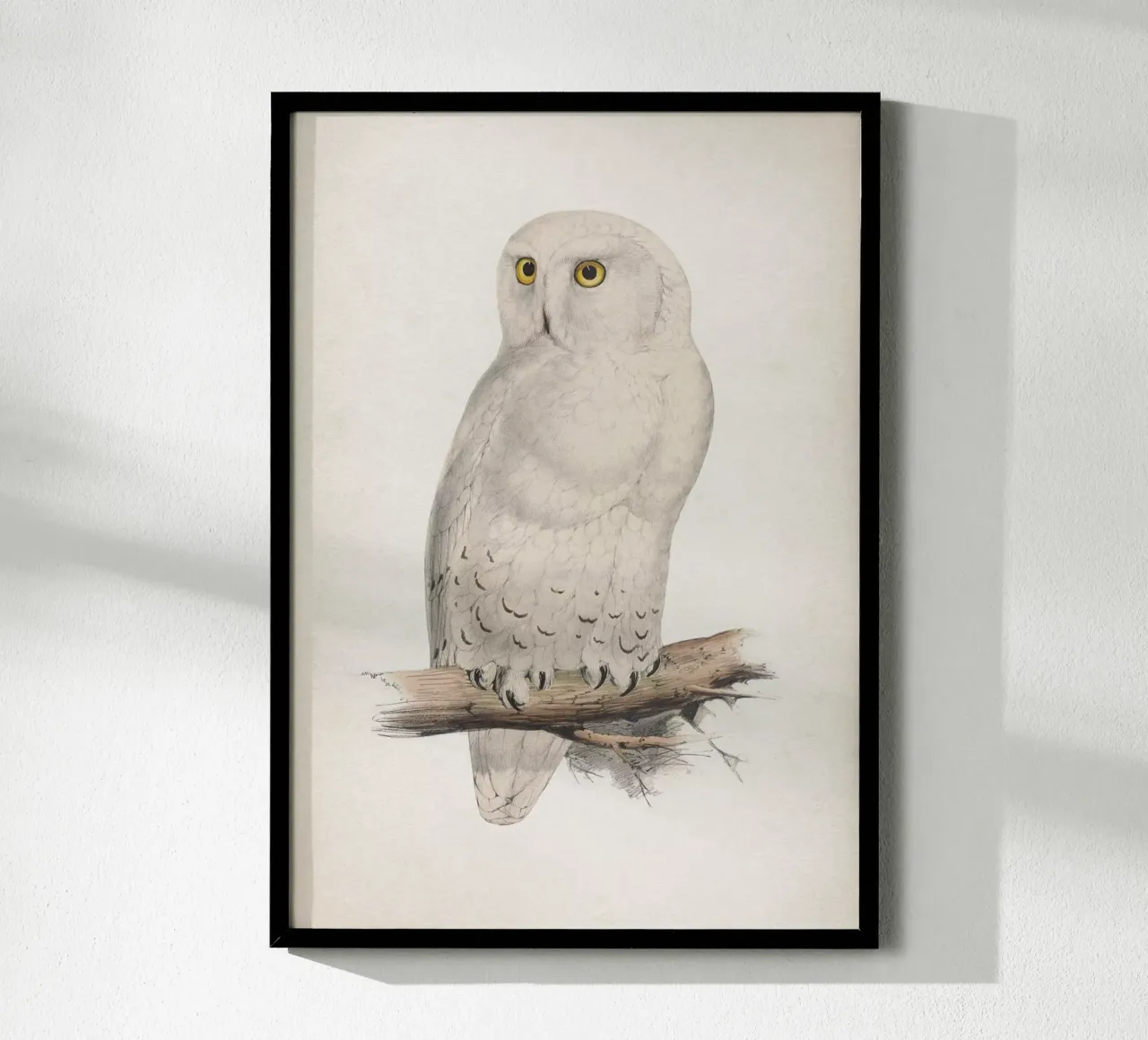 Vintage Lear 2 Snow Owl poster con telaio in legno da Vintage Print Collection