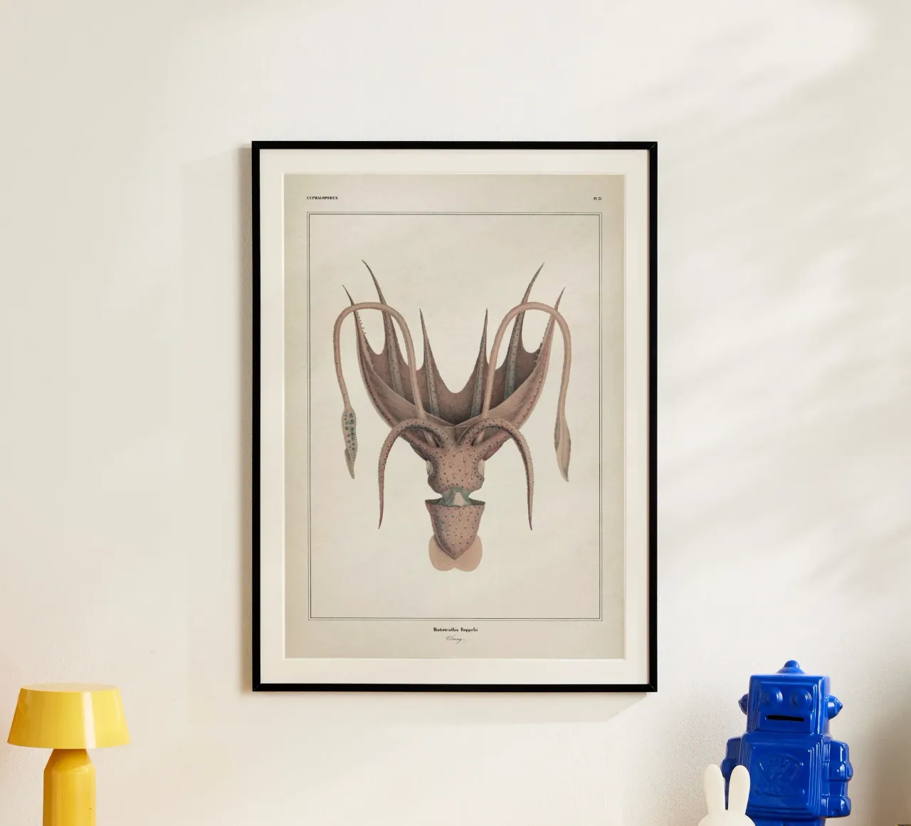Vintage Vérany 2 Histioteuthis Ruppelii poster da Vintage Print Collection