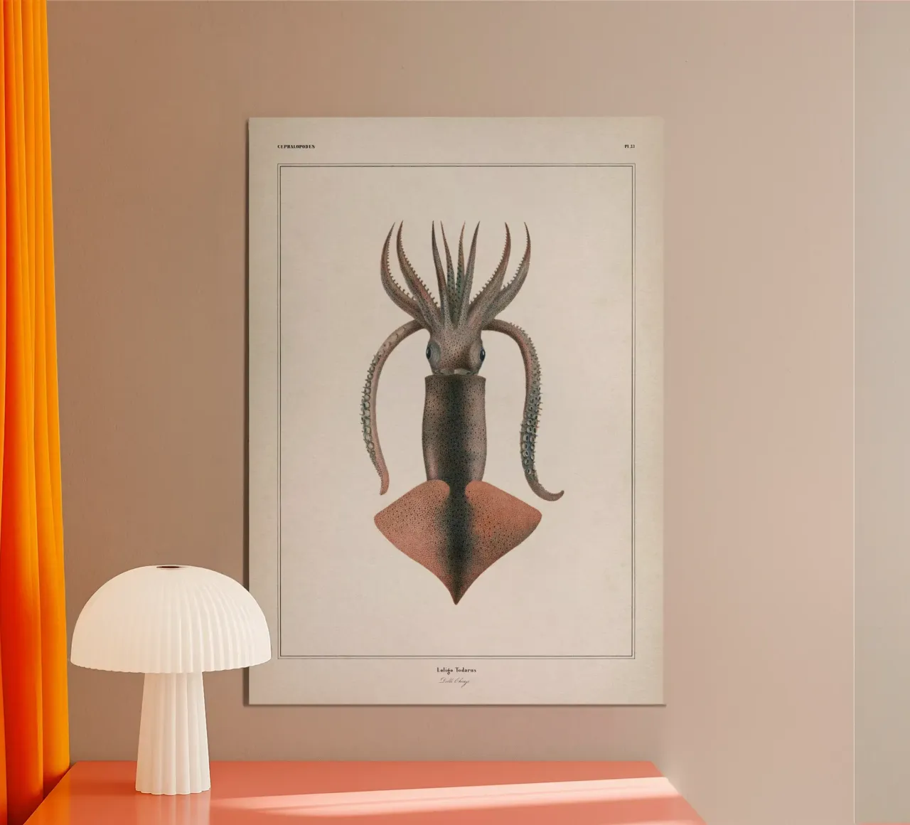 Vintage Vérany 2 Loligo Todarus poster con telaio in alluminio da Vintage Print Collection