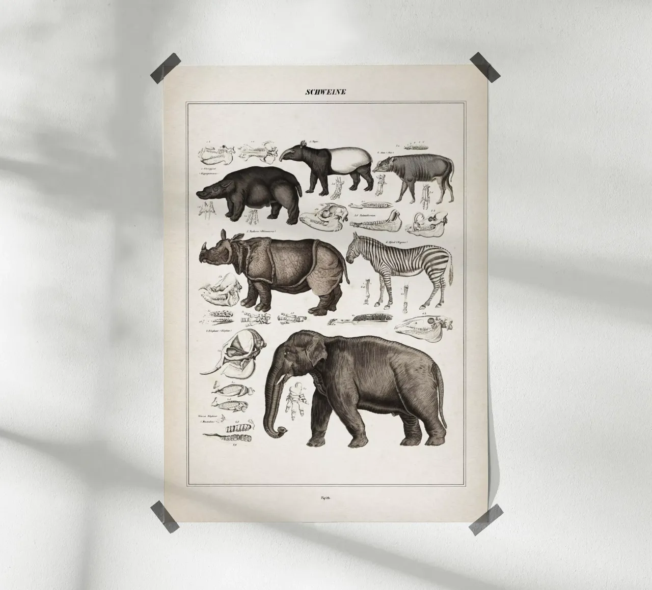 Vintage Oken 1 Schweine hahnemühle by Vintage Print Collection