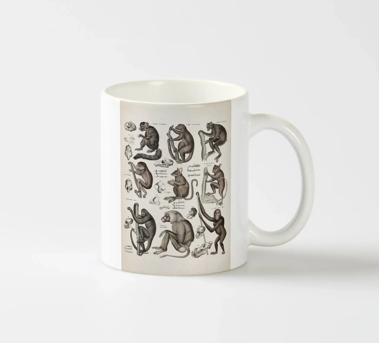 Vintage Oken 2 Affen tazza in ceramica da Vintage Print Collection