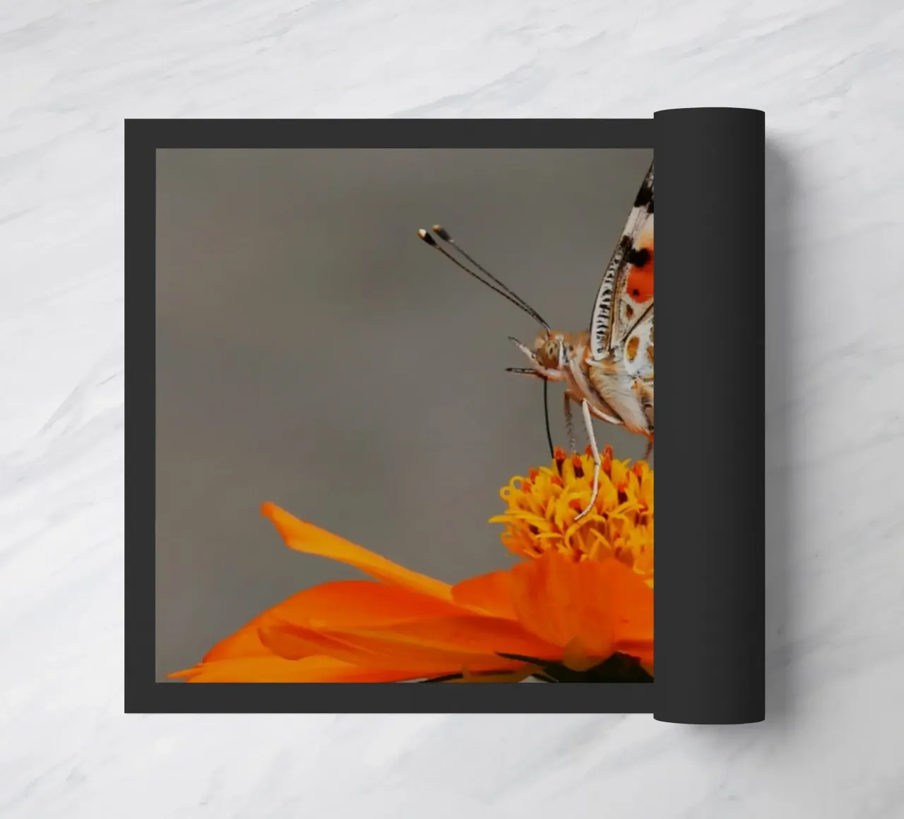 Ali di bellezza su un fiore zerbino da Nature's Palette