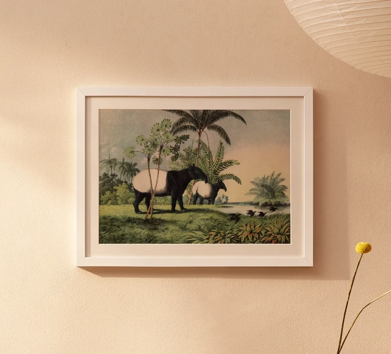 Vintage Kolb 1 Tafel 19 Tapir Indisch poster con telaio in legno da Vintage Print Collection
