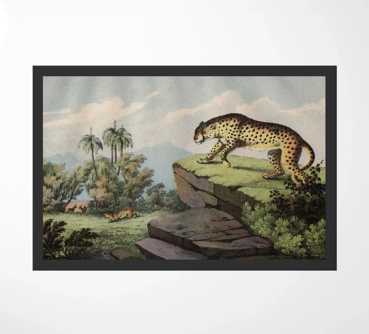 Vintage Kolb 2 Tafel 14 Gepard zerbino da Vintage Print Collection