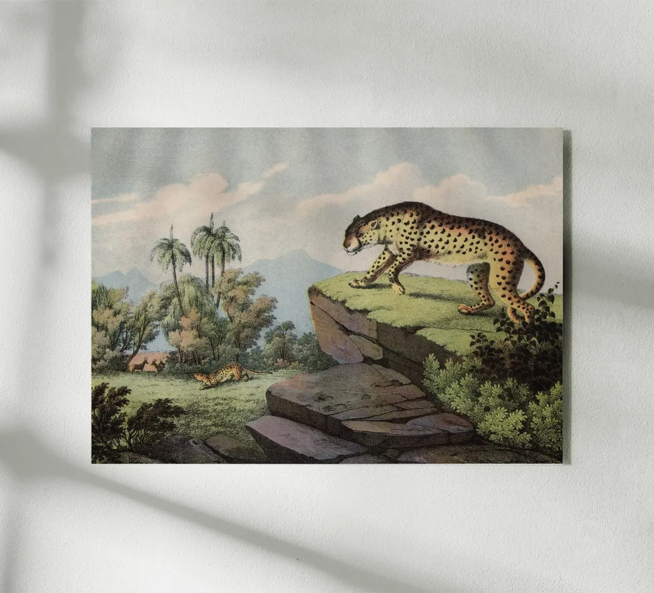 Vintage Kolb 2 Tafel 14 Gepard plexiglass da Vintage Print Collection