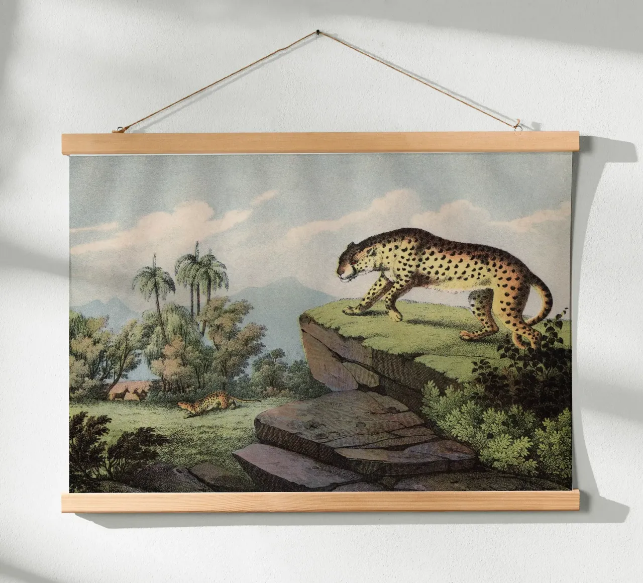 Vintage Kolb 2 Tafel 14 Gepard carta hahnemühle da Vintage Print Collection