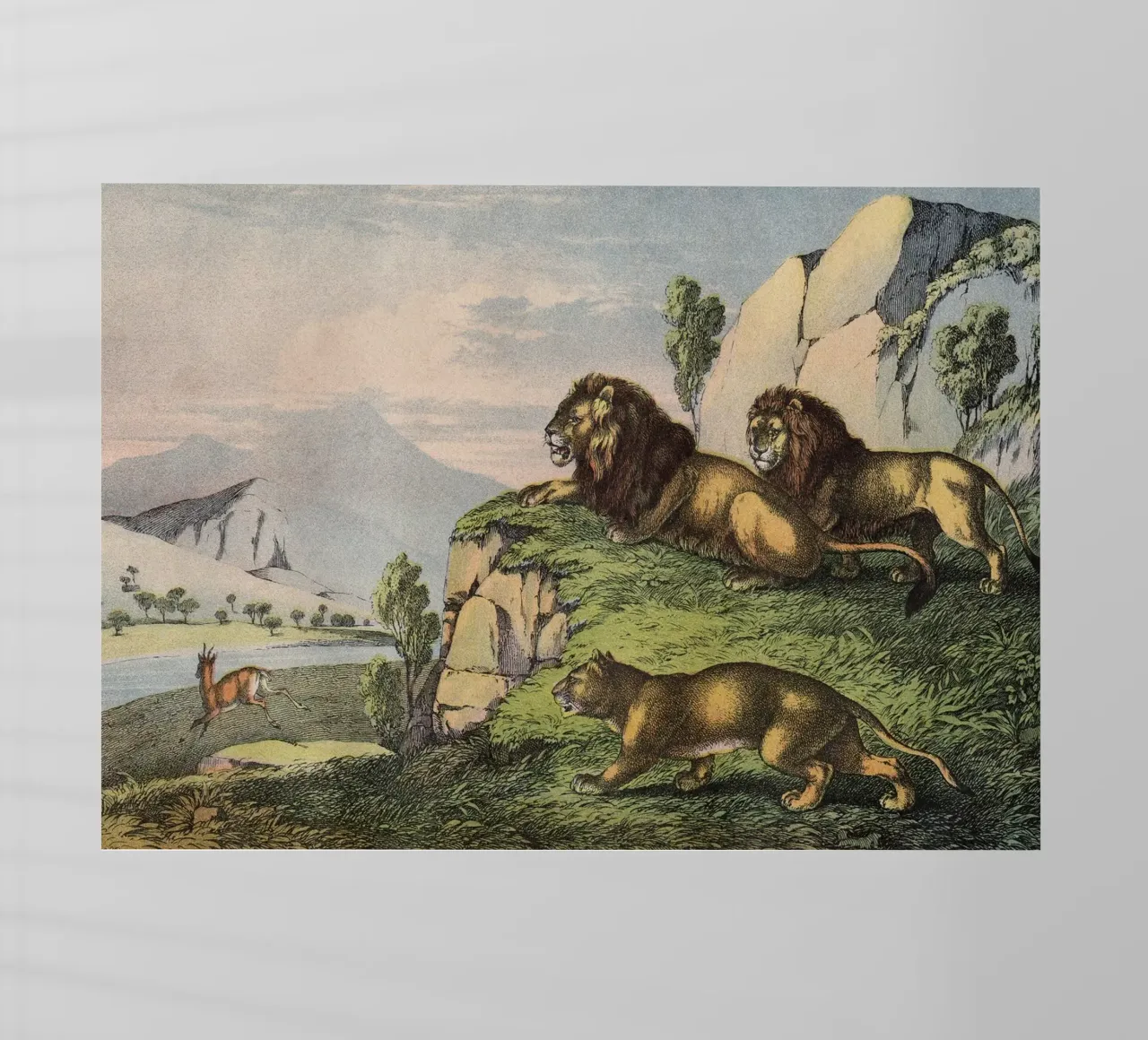 Vintage Kolb 2 Tafel 27 Löwe pellicola backlit da Vintage Print Collection