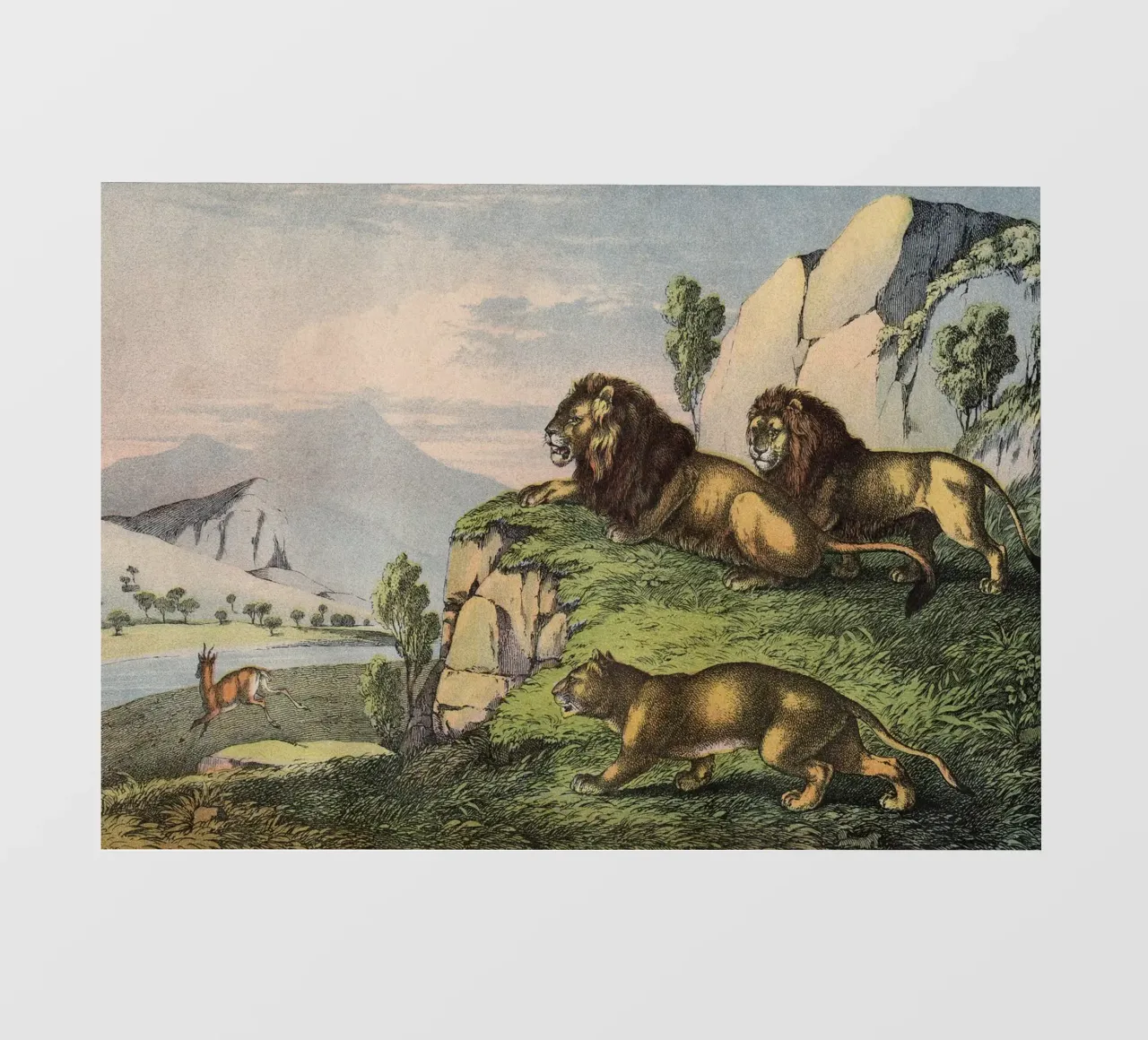 Vintage Kolb 2 Tafel 27 Löwe pellicola backlit da Vintage Print Collection