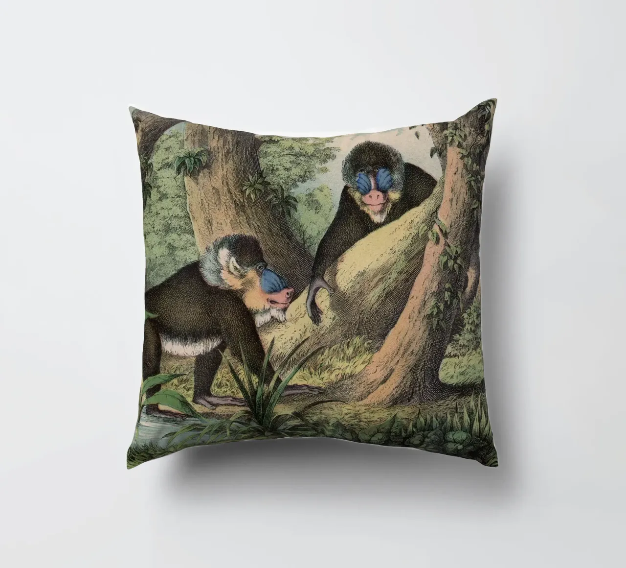 Vintage Kolb 3 Tafel 41 Mandrill cuscino da Vintage Print Collection
