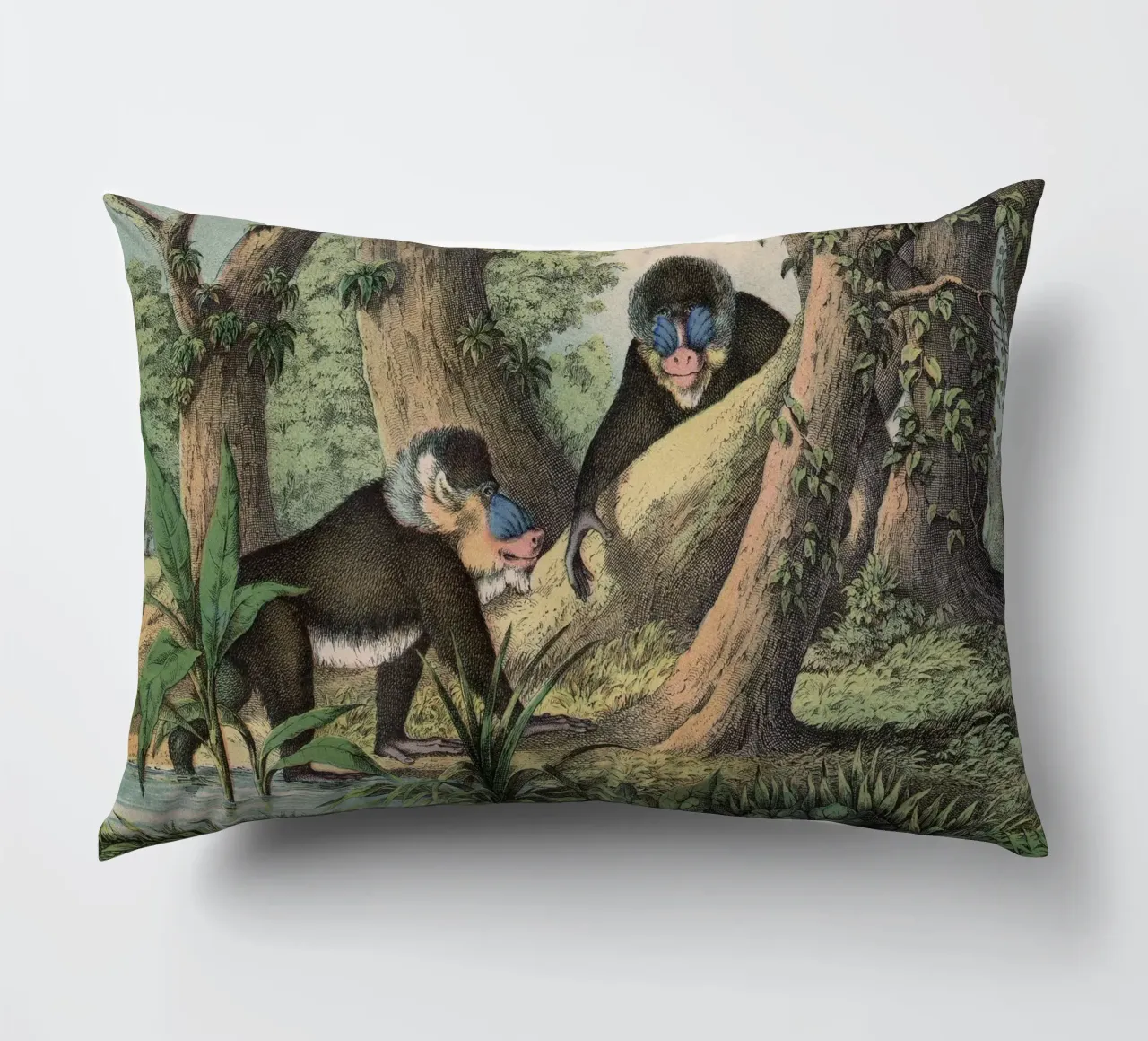 Vintage Kolb 3 Tafel 41 Mandrill cuscino da Vintage Print Collection