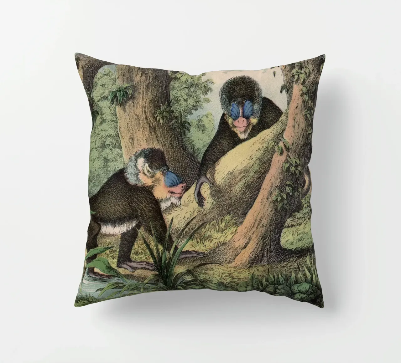 Vintage Kolb 3 Tafel 41 Mandrill cuscino da Vintage Print Collection