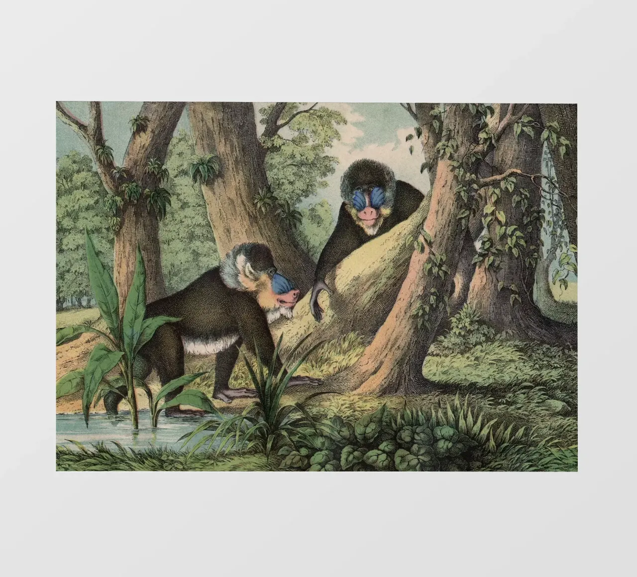 Vintage Kolb 3 Tafel 41 Mandrill telo in pvc da Vintage Print Collection