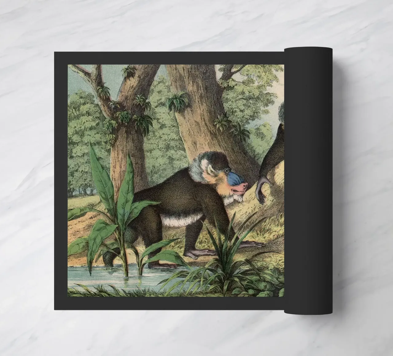 Vintage Kolb 3 Tafel 41 Mandrill zerbino da Vintage Print Collection