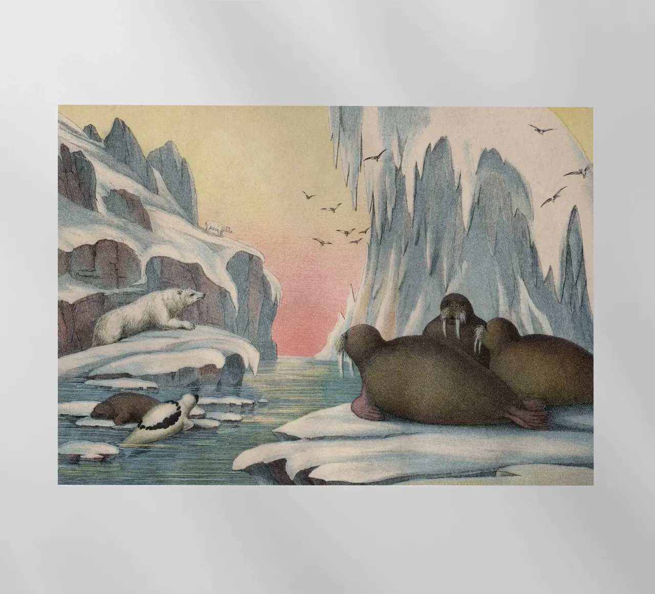 Vintage Kolb 4 Tafel 57 Walross pellicola backlit da Vintage Print Collection