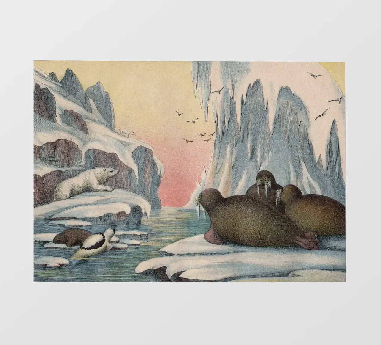 Vintage Kolb 4 Tafel 57 Walross pellicola backlit da Vintage Print Collection
