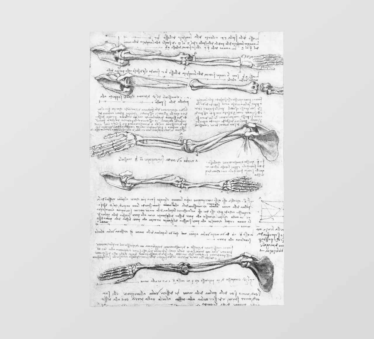 Studio anatomico del braccio telo in pvc da James McIntosh