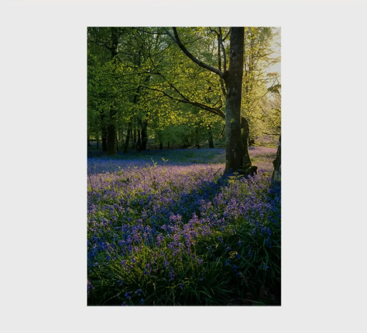 Overwhelmed with the most beautiful flower fields in the wor notebook by Nature's Palette
