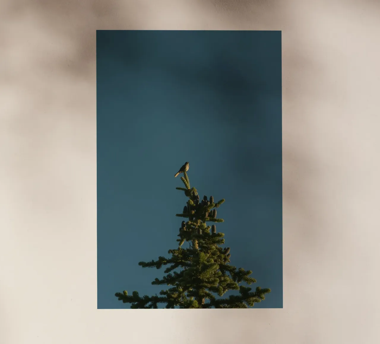 pine tree pellicola backlit da Earthly Visions