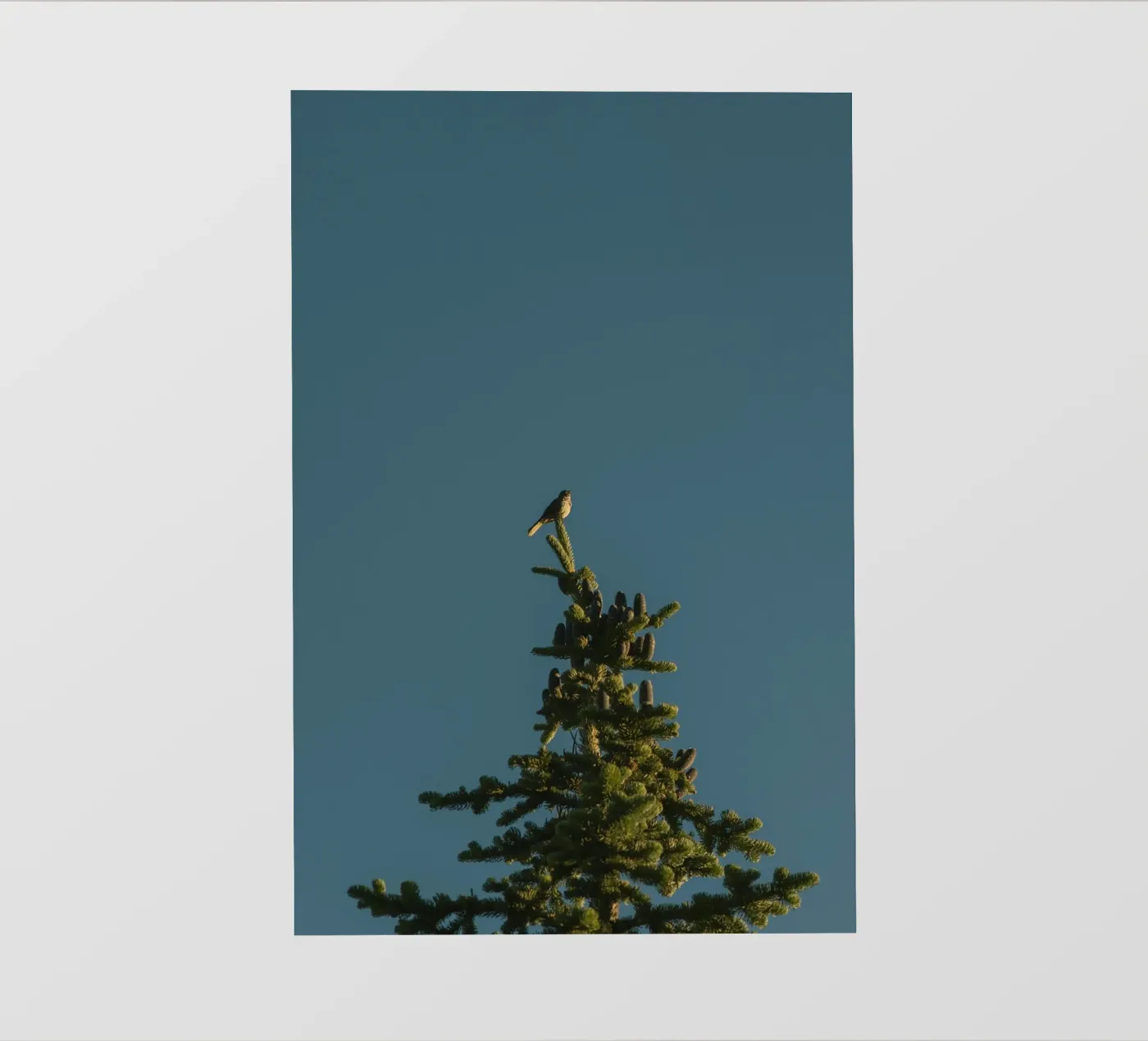 pine tree pellicola backlit da Earthly Visions