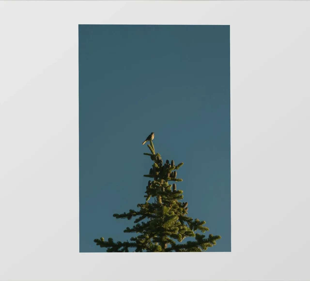 pine tree pellicola backlit da Earthly Visions