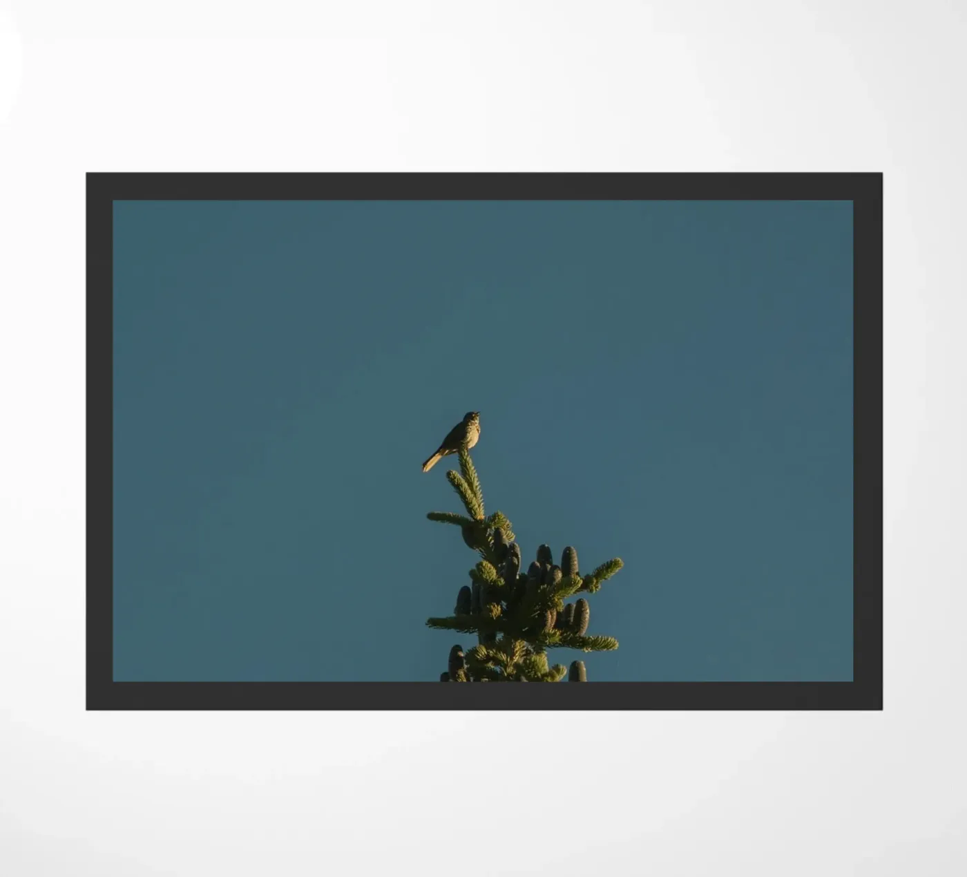 pine tree zerbino da Earthly Visions