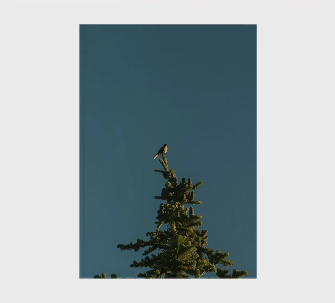 pine tree notebook by Earthly Visions