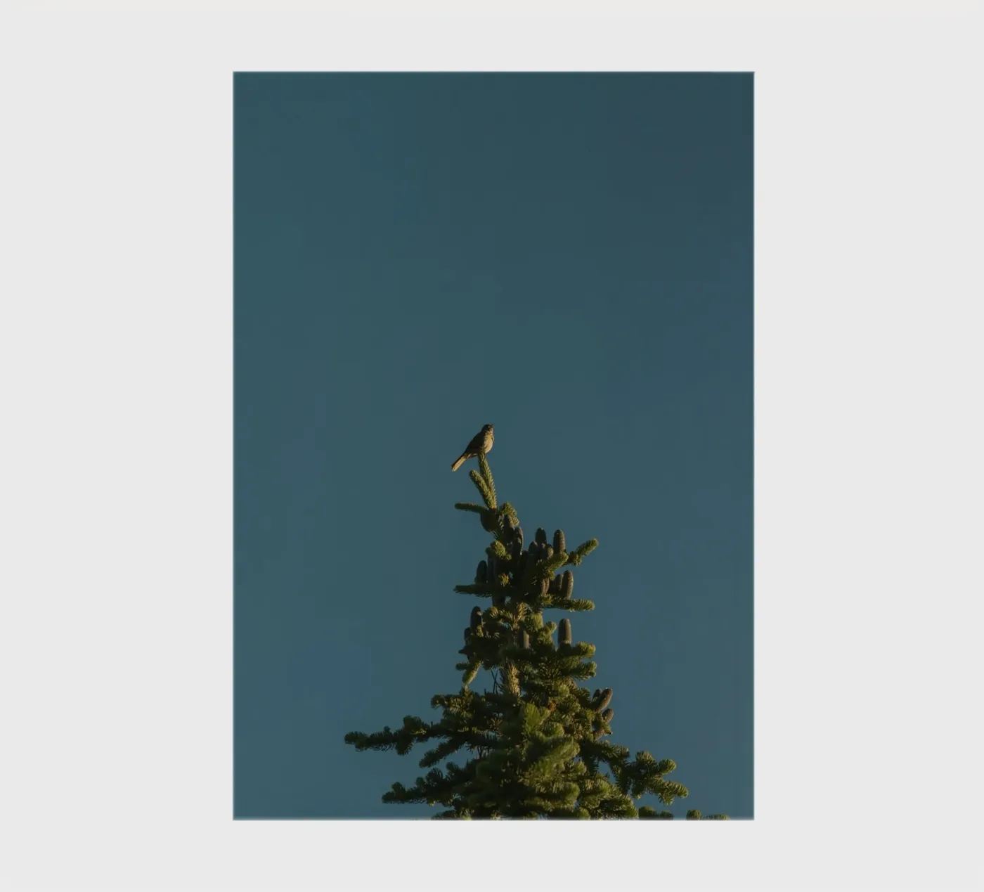 pine tree notebook by Earthly Visions