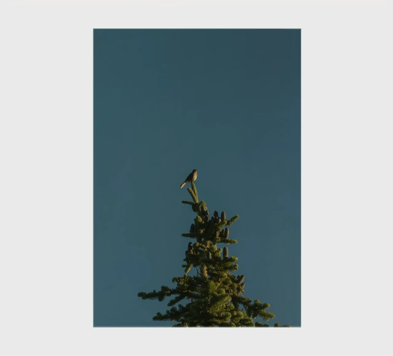 pine tree notebook by Earthly Visions