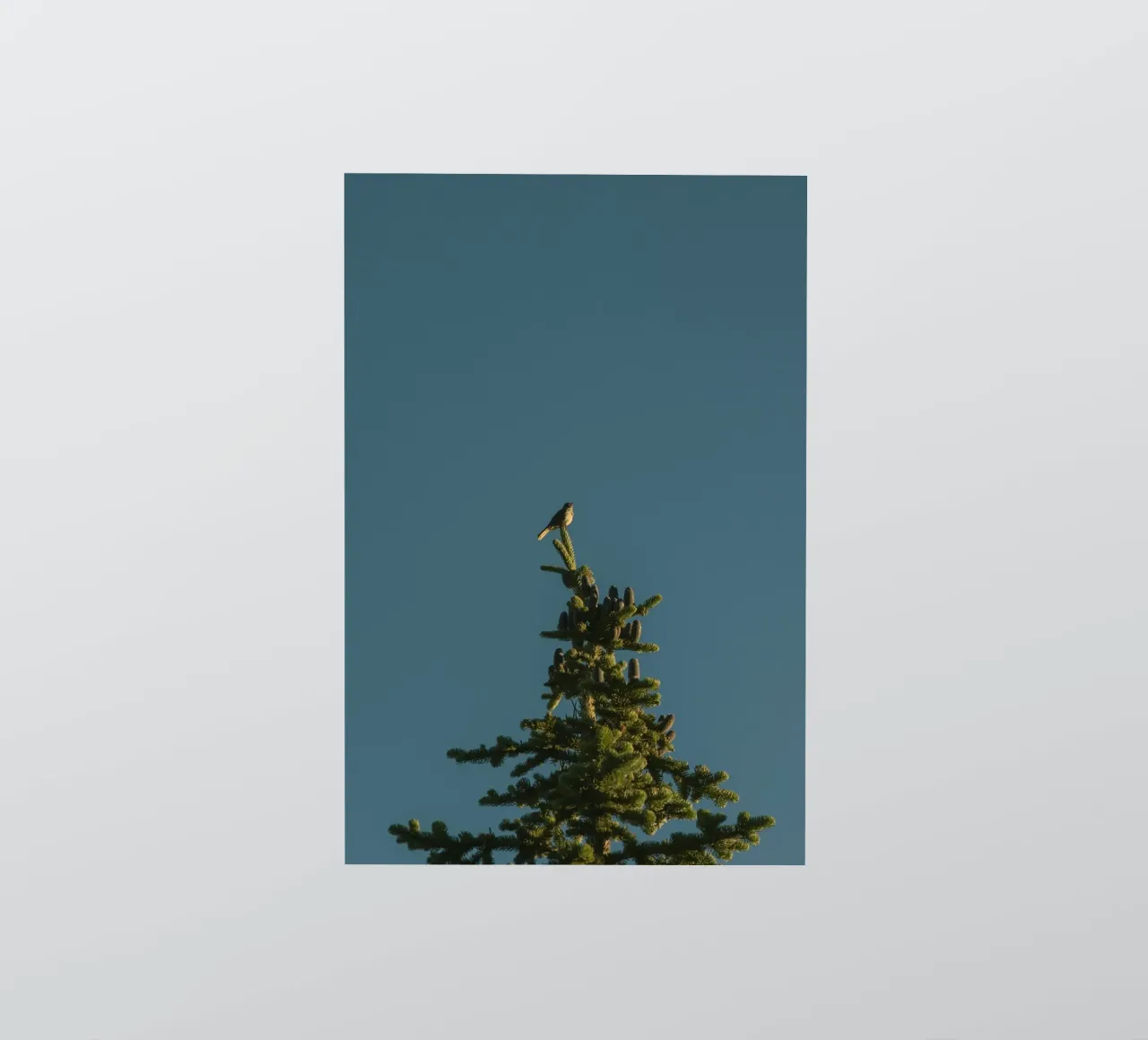 pine tree sticker by Earthly Visions