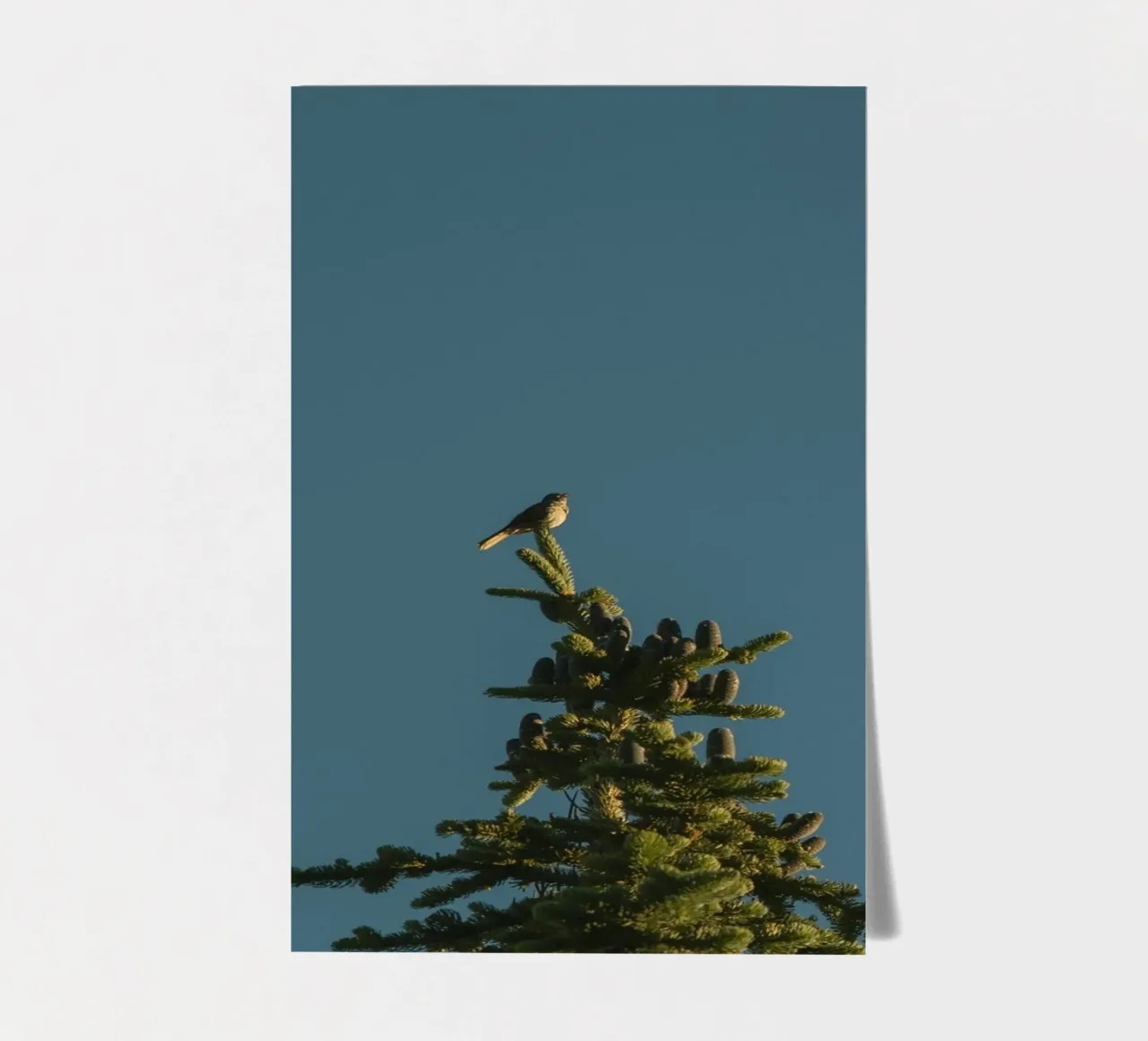 pino foglio adesivo da Earthly Visions