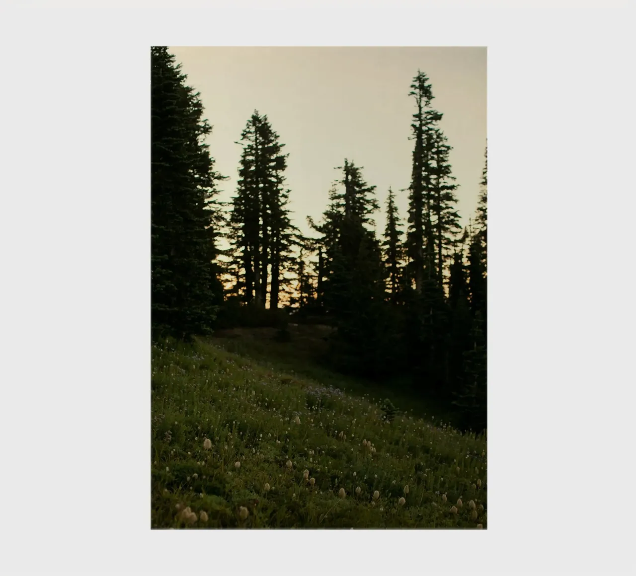 a forest of pines notebook by Earthly Visions