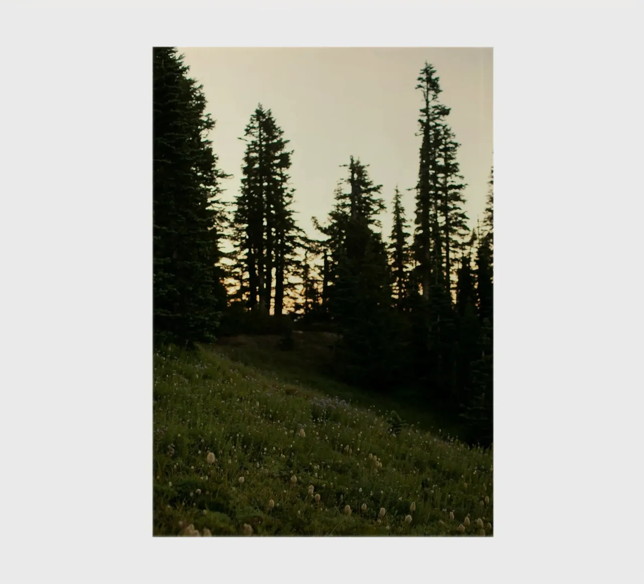 a forest of pines notebook by Earthly Visions