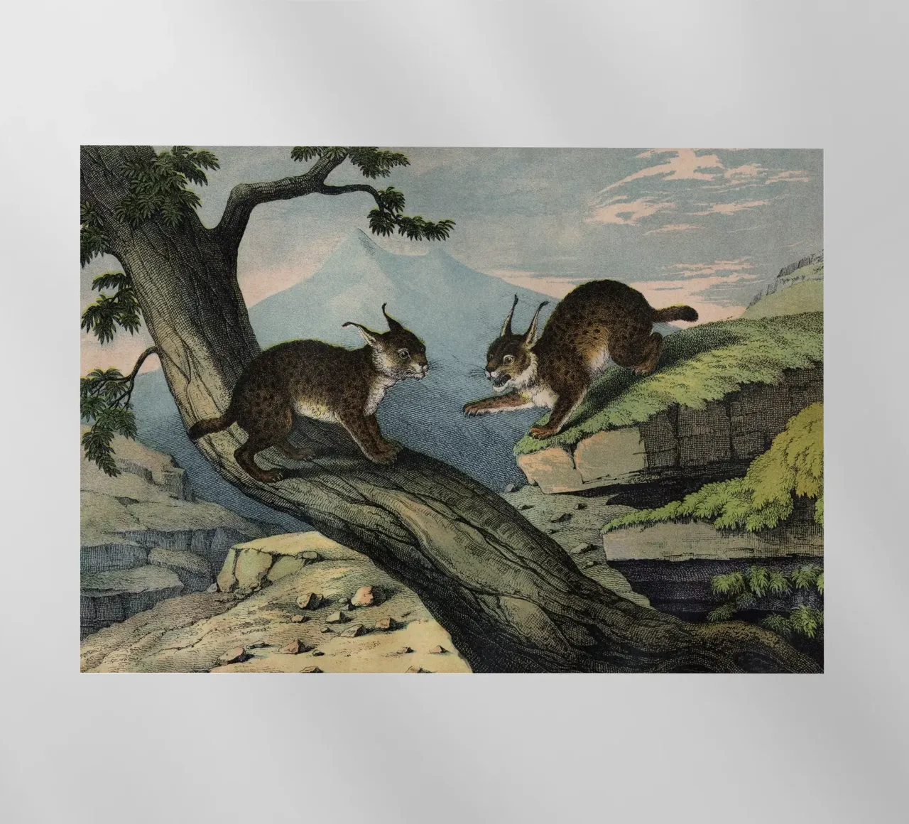 Vintage Kolb 6 Tafel 1 Luchs pellicola backlit da Vintage Print Collection