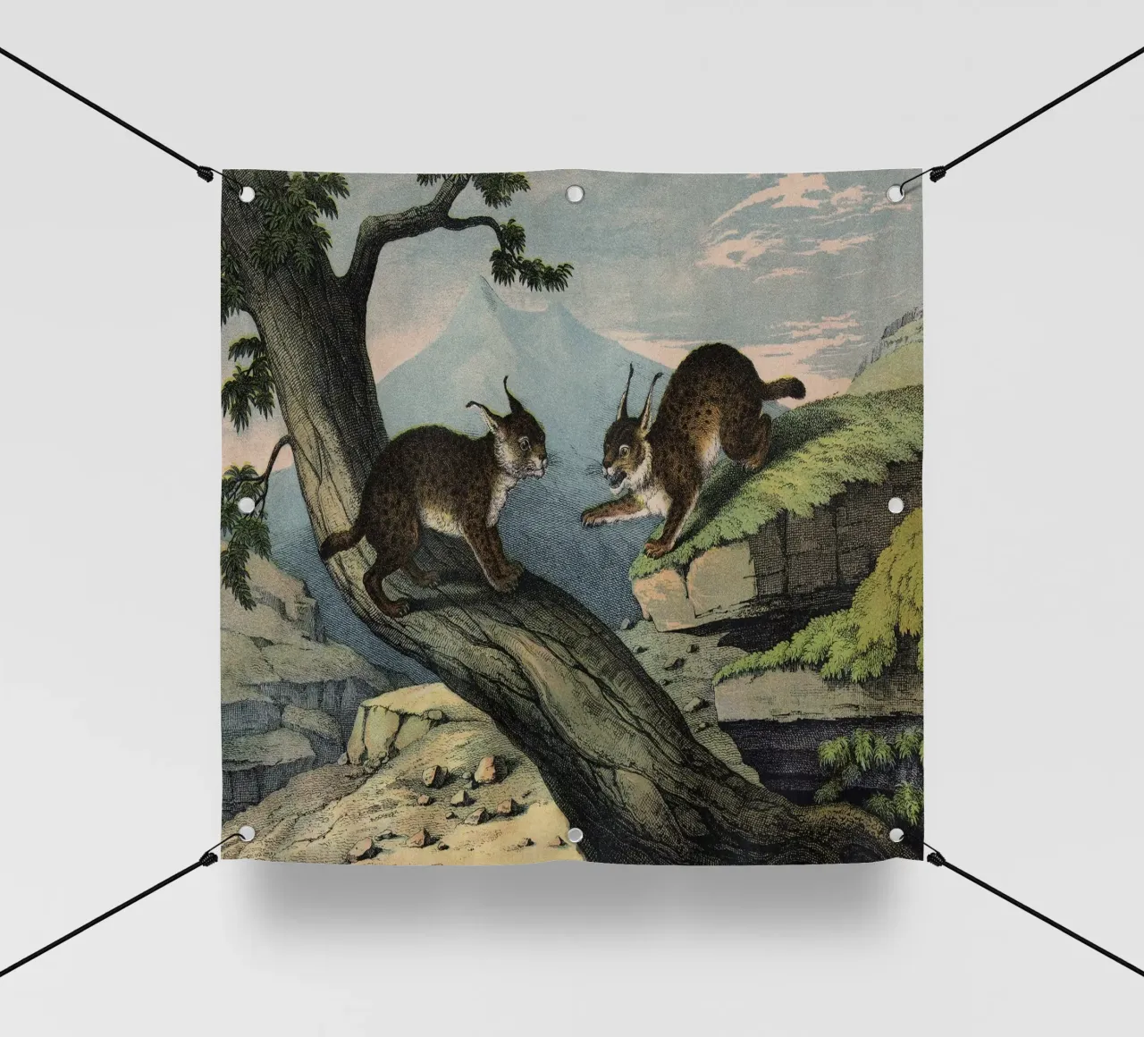 Vintage Kolb 6 Tafel 1 Luchs telo in pvc da Vintage Print Collection